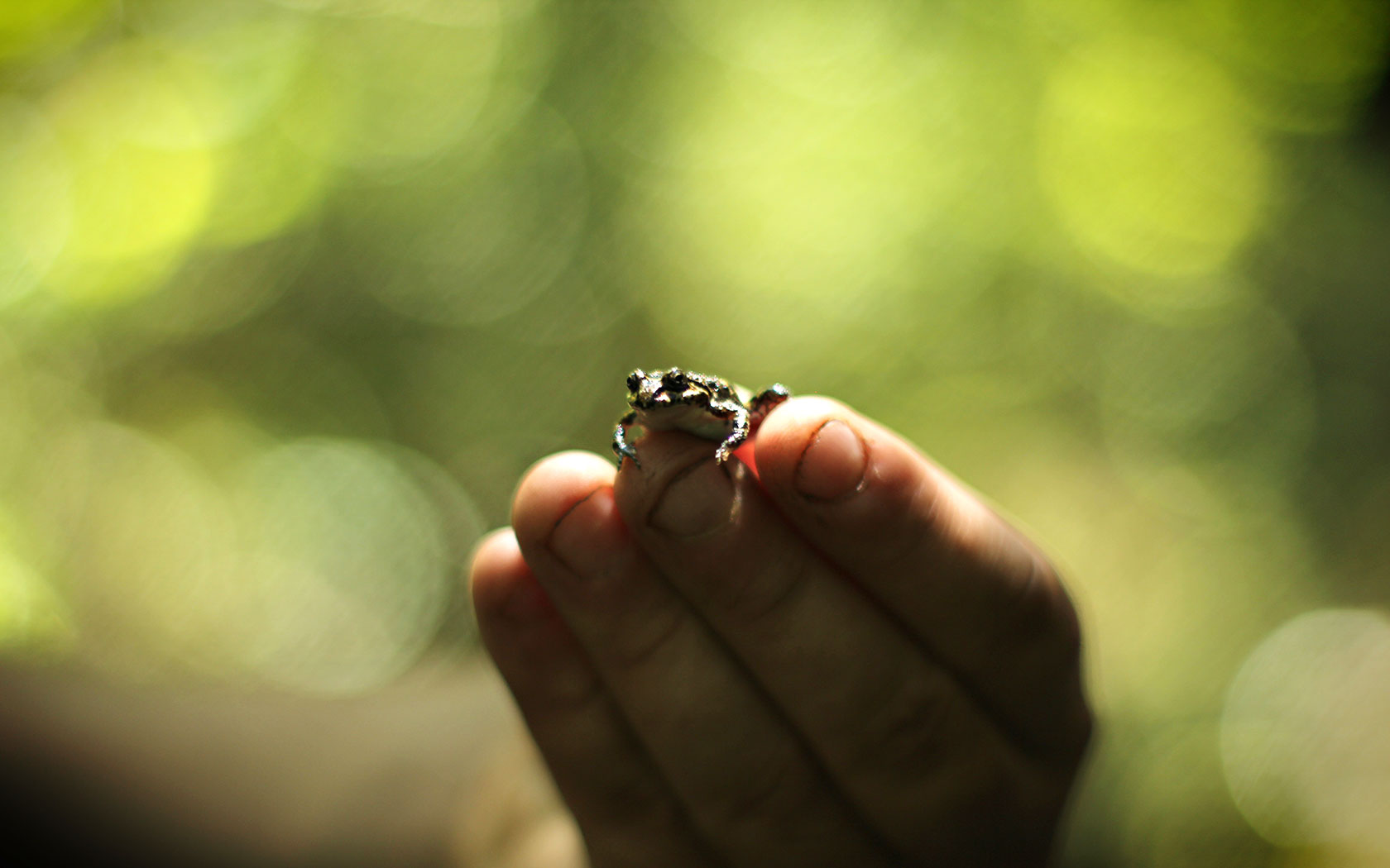 My big wall frog catching kit: Kate Rutherford - LEGADO