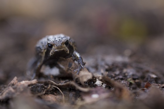 On the prowl on Mt. Namuli. Photo by James Q Martin. 