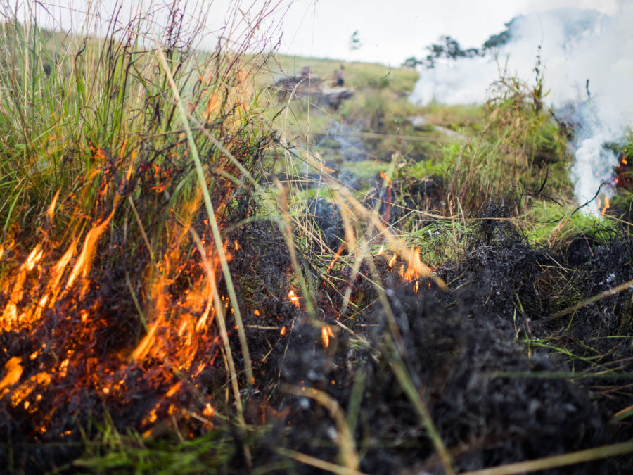 Slash and burn agriculture is common place on Mount Namuli.