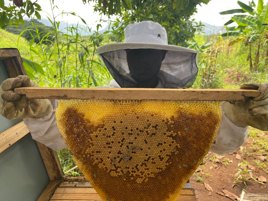 How to collect honey from a beehive