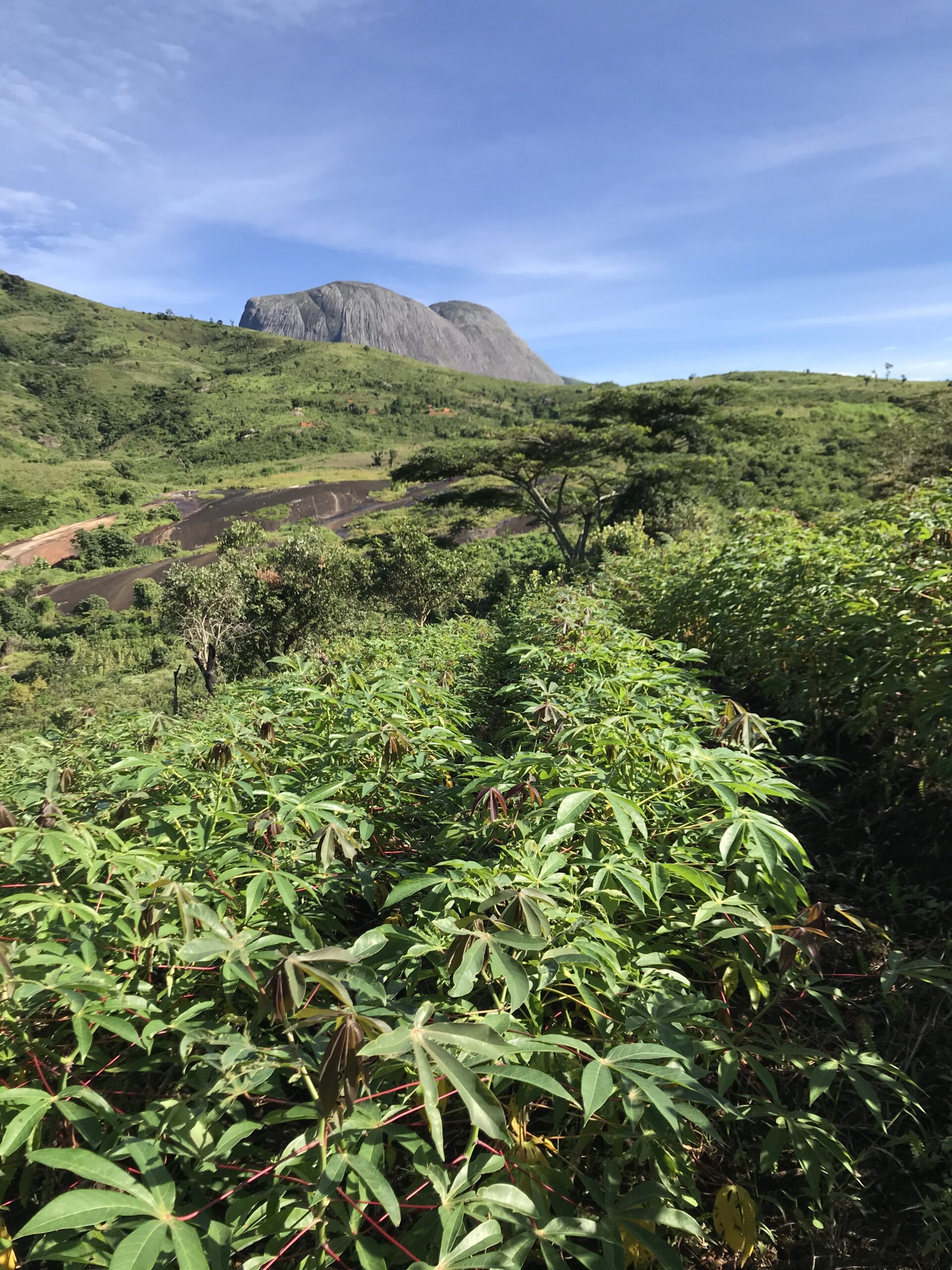 cassava_2